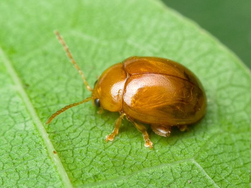Argopus ahrensii (Germar, 1817)